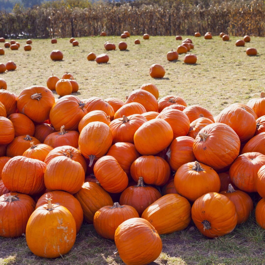 Big orange pumpkin harvest - Ares Pumpkin, Gladiator Pumpkin, Cronus Pumpkin ,Sugar Pie and Other Sweet Pumpkins are available in the fall on the farmer's market -  farm shop, eco farm. Pumpkin, squash, marrow, courgette and other vegetables on the farm market in autumn. Cucurbita Five species  - argyrosperma, maxim, moschata and pepo are grown worldwide for their edible fruit, variously known as squash, pumpkin, or gourd and variety seeds. Ornamental Gourds are available in the fall.