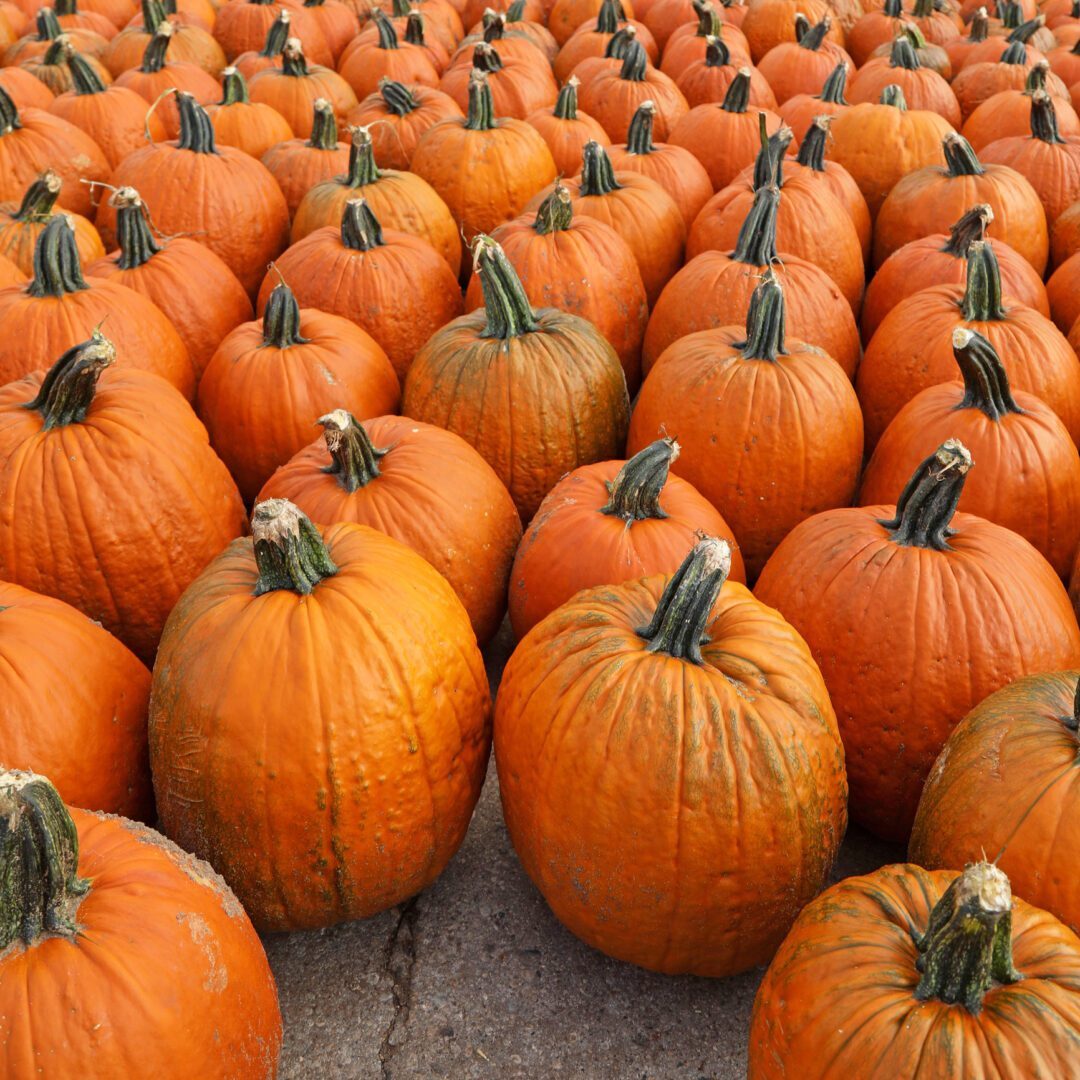 A large selection of pumpkins for fall decorations