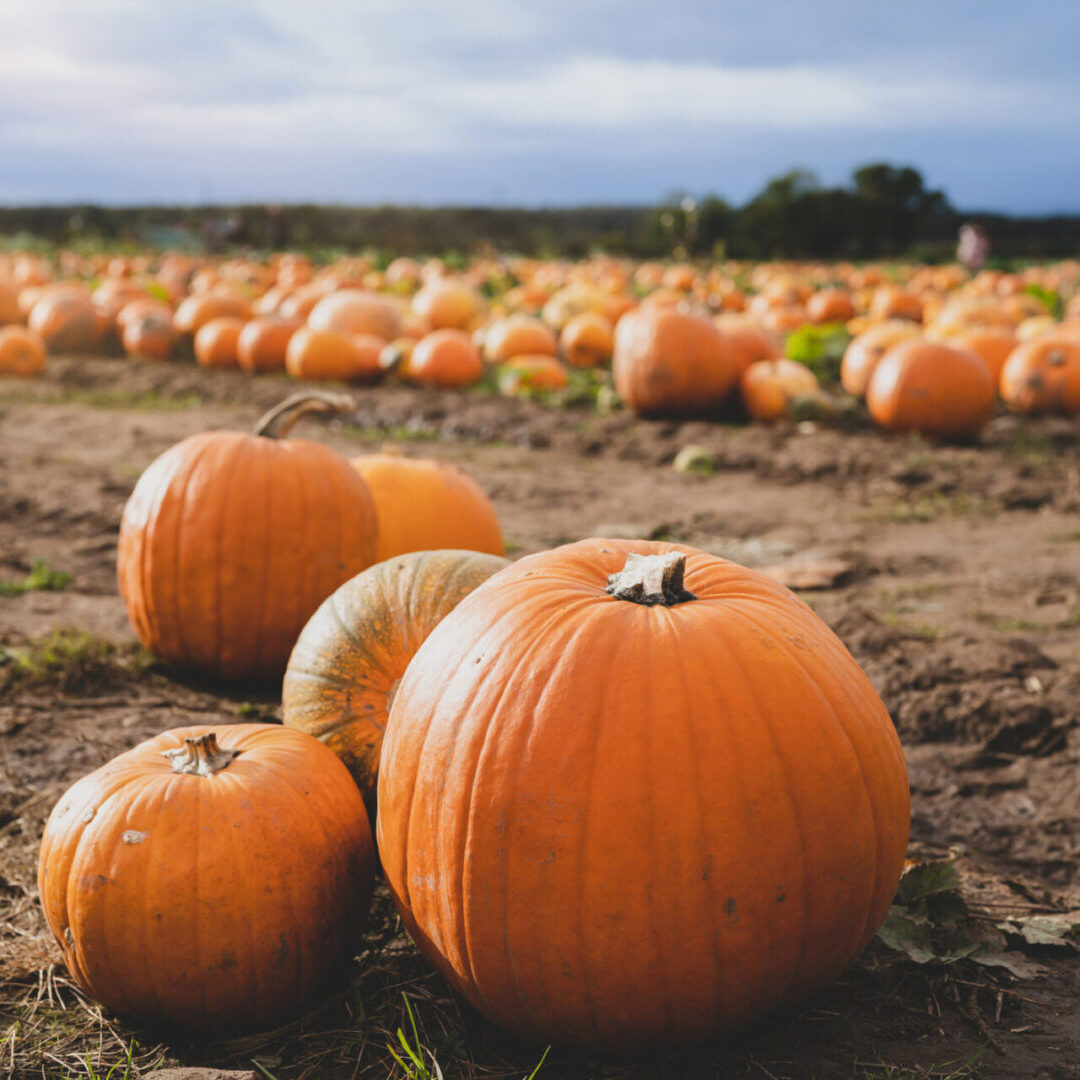 Orange pumpkins patch at outdoor farmer market.  Landscape harvest farm field with blurry farmer picking pumpkin in Sunny day Autumn or Winter