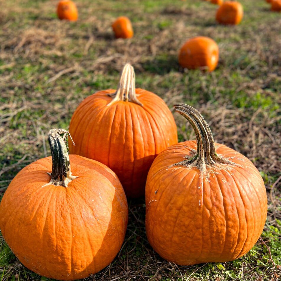 Pumpkins patch fresh harvest