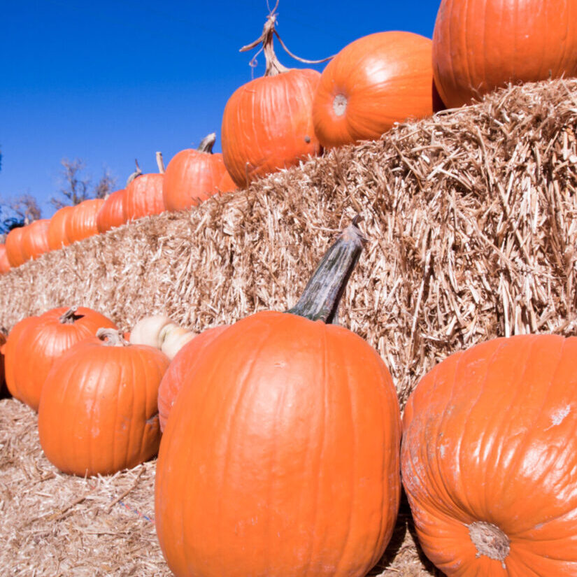 Pumpkins sitting on a bail of straw.
