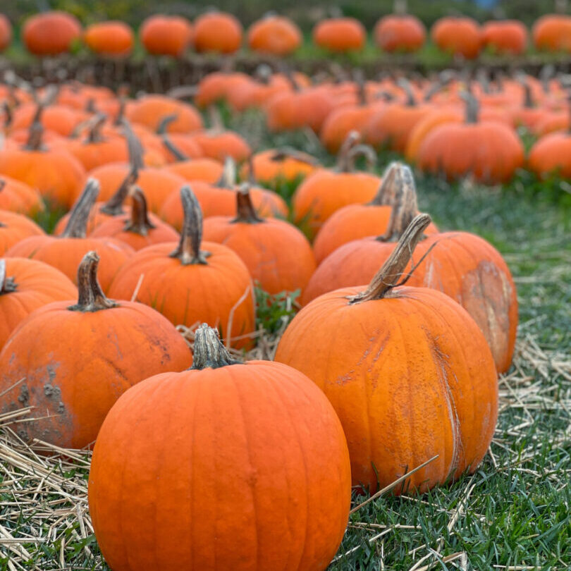 Large orange pumpkins for sale at a roadside pumpkin patch/farm. Close-up.