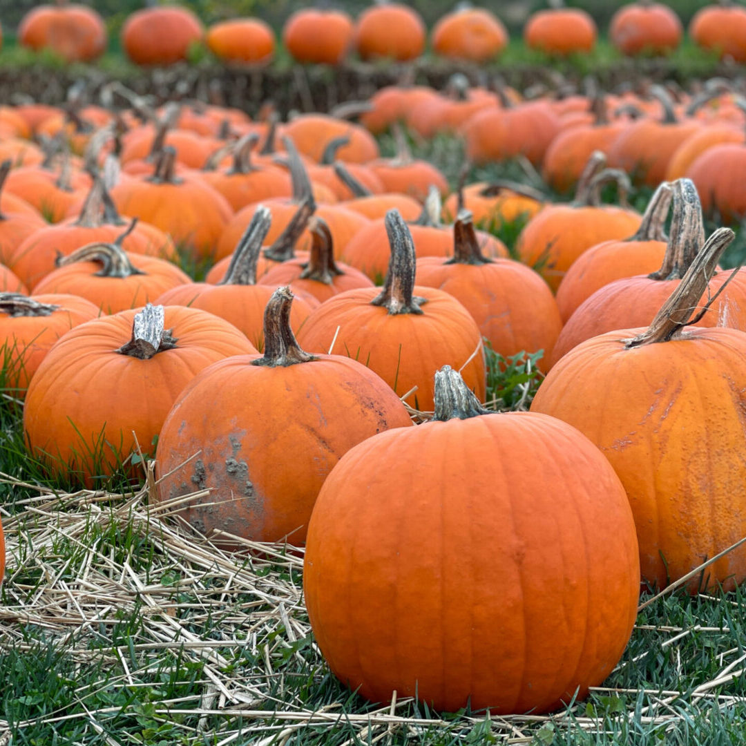 Large orange pumpkins for sale at a roadside pumpkin patch/farm.