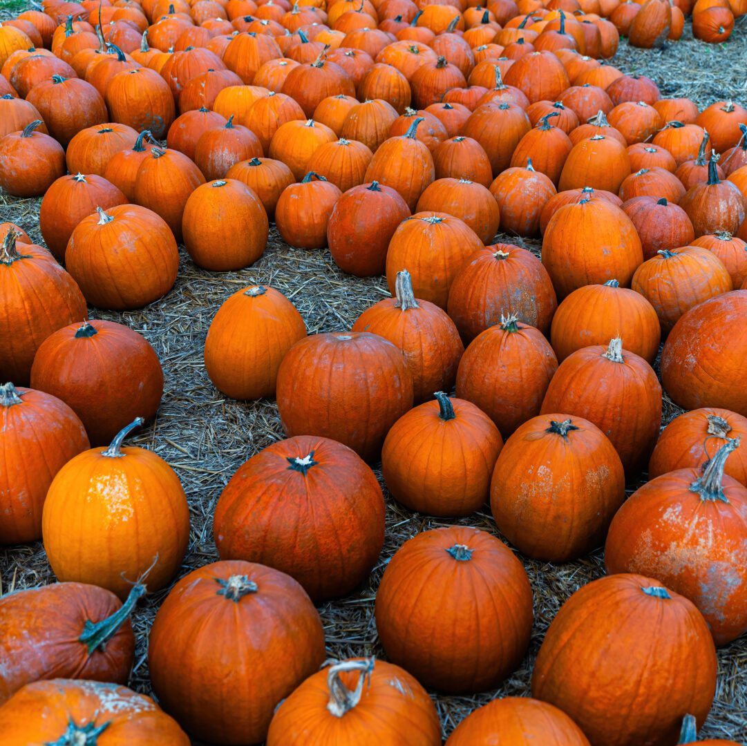 Many big orange pumpkins lying on the ground on the farm.