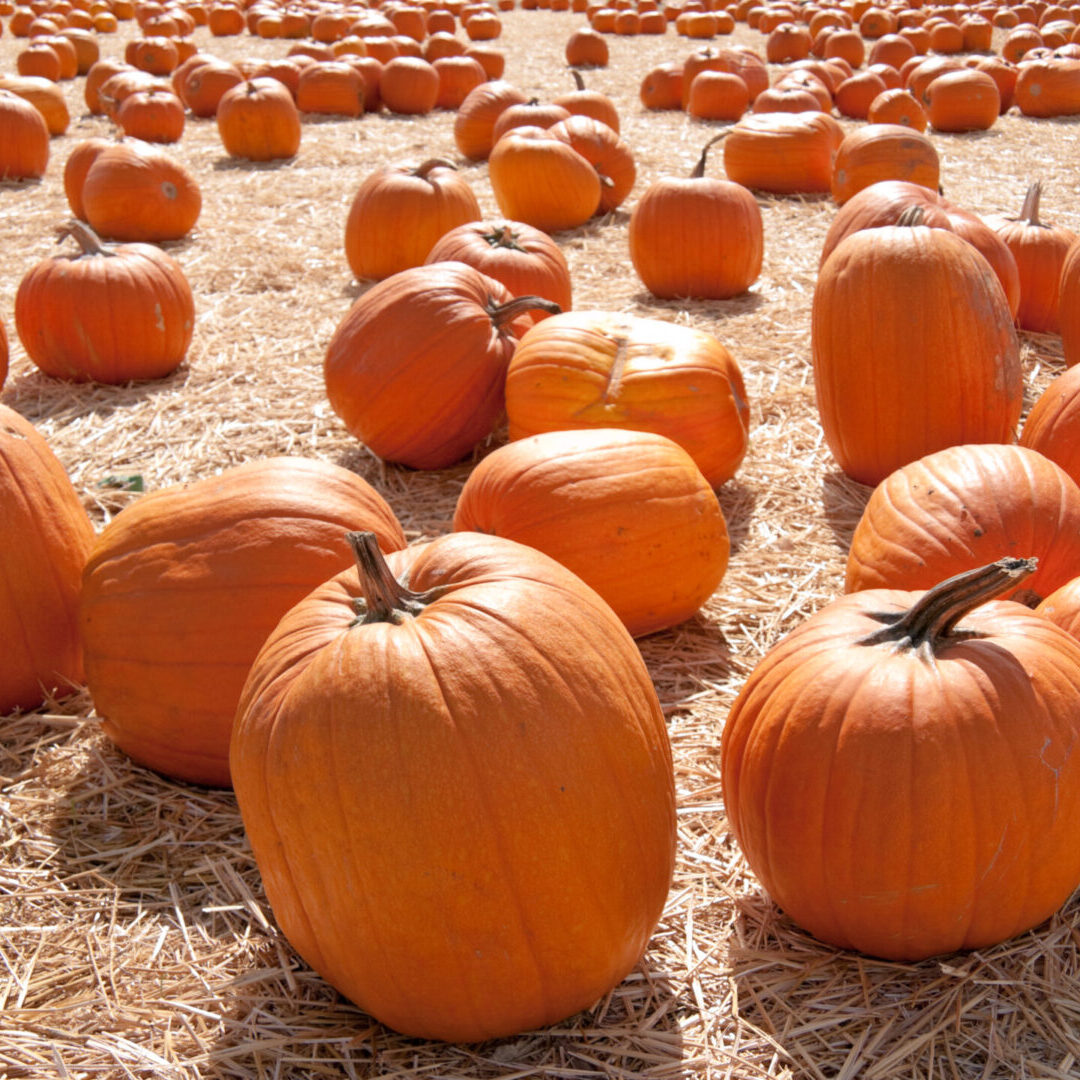 Large group of fully grown pumpkins on a hay covered ground