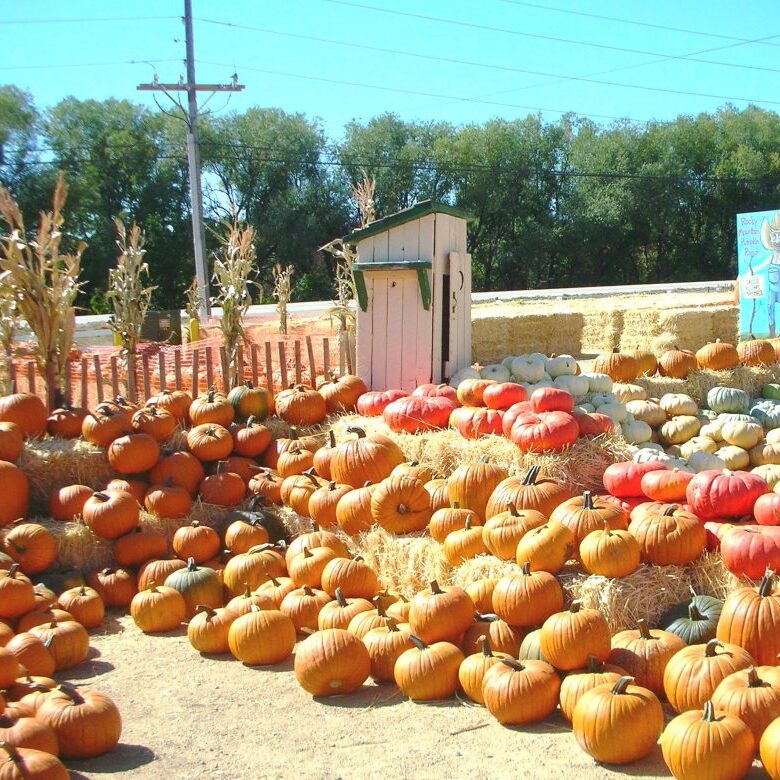 Pumpkins01-1024x780